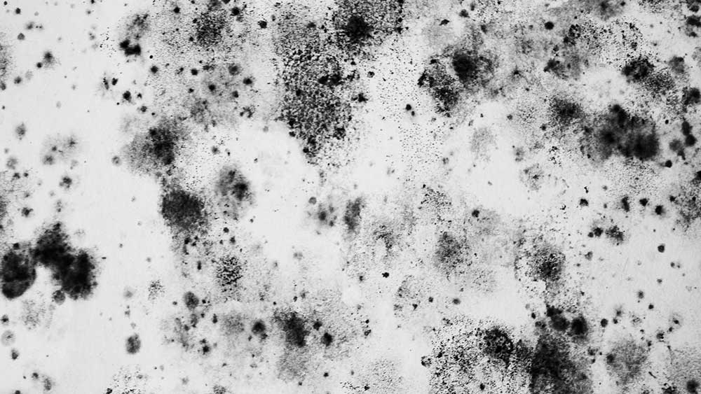 Up close view of black mold spores tested during home inspection services